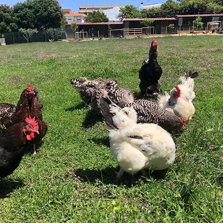 Casa Dos Meus Avos - Al & Events *