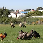 Casa Dos Meus Avós -villas - Gaia&porto