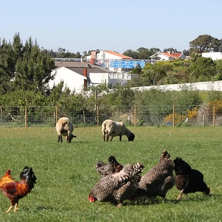 Casa Dos Meus Avos -villas - Gaia & Porto