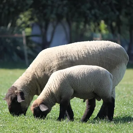 Ferienhaus Casa Dos Meus Avos -villas - Gaia & Porto *