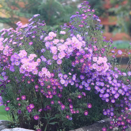 Casa Dos Meus Avos -villas - Gaia & Porto