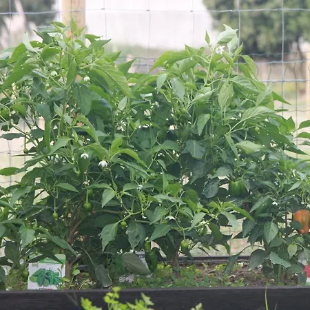 Casa Dos Meus Avos -villas - Gaia & Porto Vila Nova de Gaia