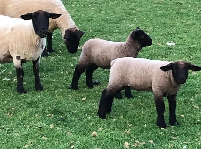 Casa Dos Meus Avos -villas - Gaia & Porto * 빌라노바데가이아