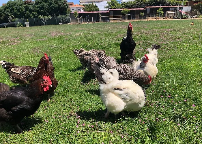 Casa Dos Meus Avos -villas - Gaia & Porto *