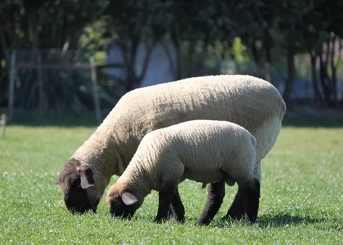 Tatil Evi Casa Dos Meus Avos -villas - Gaia & Porto *