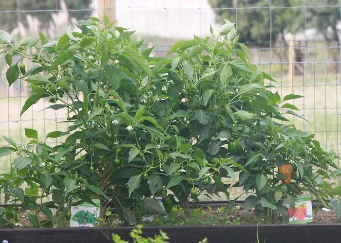 Casa Dos Meus Avos -villas - Gaia & Porto 빌라노바데가이아