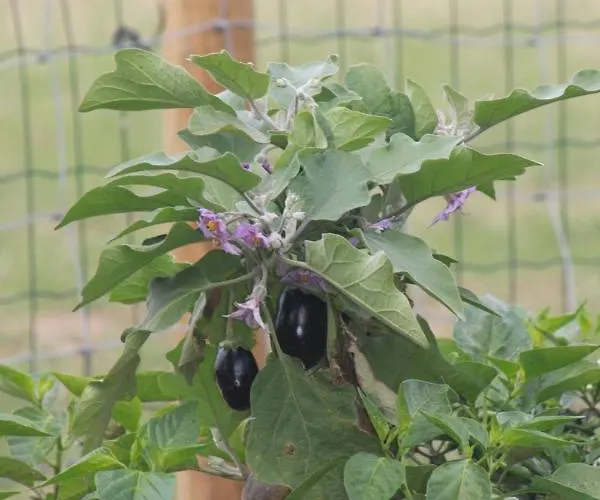 Casa Dos Meus Avos -villas - Gaia & Porto * Vila Nova de Gaia